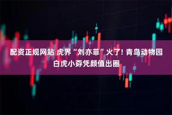 配资正规网站 虎界“刘亦菲”火了! 青岛动物园白虎小孬凭颜值出圈